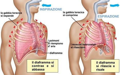 respirazione-polmoni-diaframma_b_